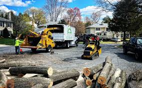 Trusted Green Village, NJ Tree Removal Experts