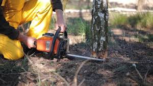 How Our Tree Care Process Works  in  Green Village, NJ
