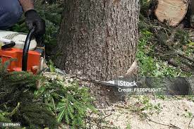 Best Soil Testing and Treatment  in Green Village, NJ