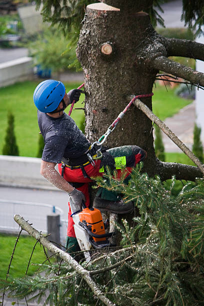 Best Tree Risk Assessment  in Green Village, NJ