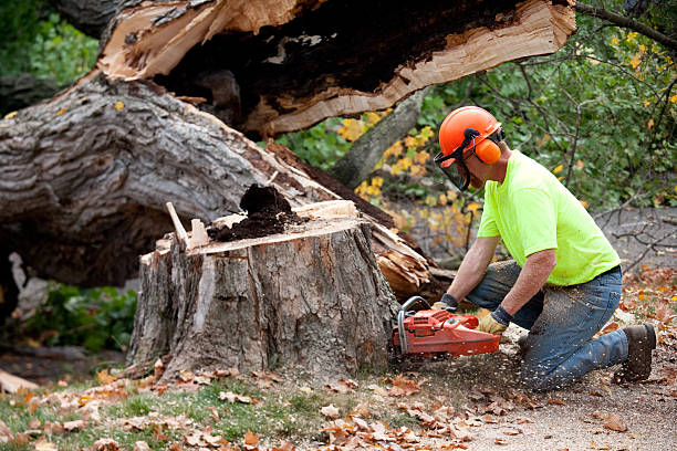 Best Aeration Services  in Green Village, NJ