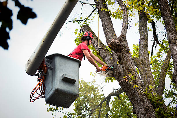 Best Emergency Tree Removal  in Green Village, NJ