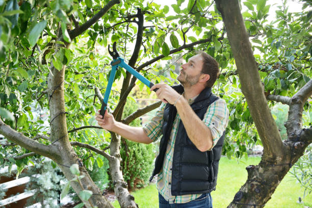 Best Organic Lawn Care Solutions  in Green Village, NJ
